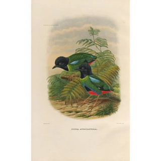 Daniel Giraud Elliot - A monograph of the Pittid or family of antthrushes Pl43.webp