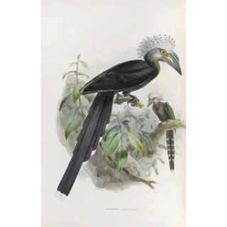 Daniel Giraud Elliot - Anorrhinus leucolophus.webp