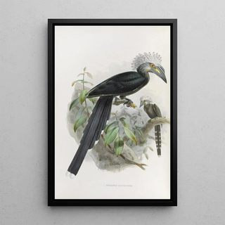 Daniel Giraud Elliot - Anorrhinus leucolophus.webp