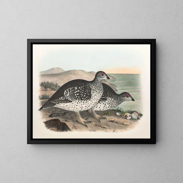 Arktischer Reiher mit spitzem Schwanz - Daniel Giraud Elliot — gerahmtes Bild an der Wand
