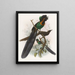 Astrapia nigra - Daniel Giraud Elliot — gerahmtes Bild an der Wand