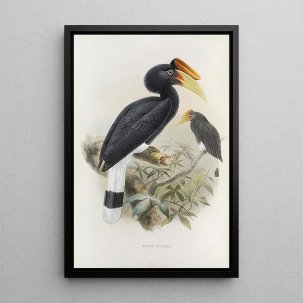 Buceros sylvestris - Daniel Giraud Elliot — gerahmtes Bild an der Wand
