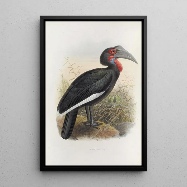 Bucorvus cafer - Daniel Giraud Elliot — gerahmtes Bild an der Wand