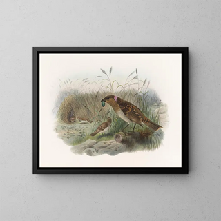 Daniel Giraud Elliot - Chlamydodera  maculata.webp