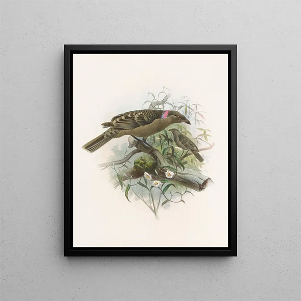 Chlamydodera nuchalis - Daniel Giraud Elliot — gerahmtes Bild an der Wand