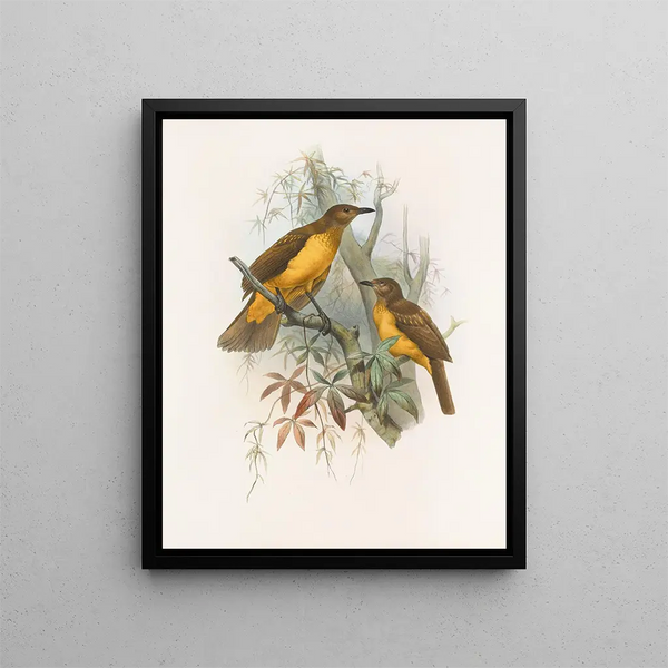 Chlamydodera xanthocantha - Daniel Giraud Elliot — gerahmtes Bild an der Wand