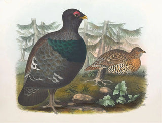 Daniel Giraud Elliot - Cock of the Woods.webp