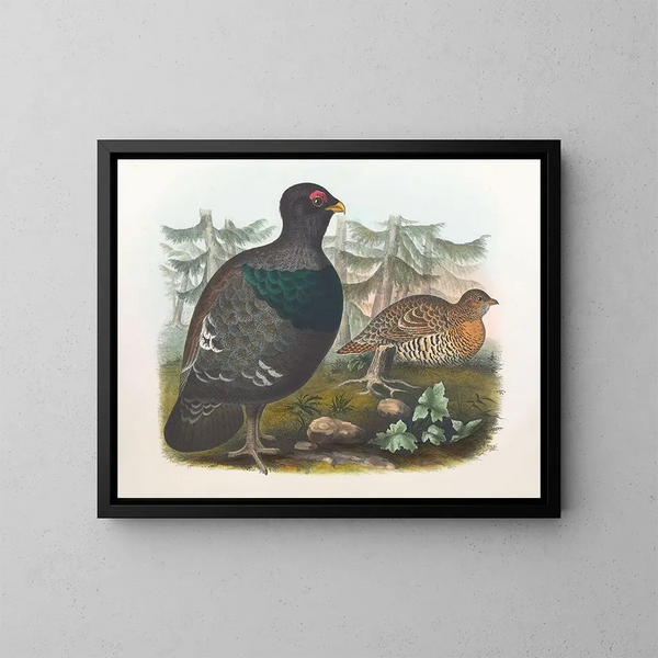 Coq des bois - Daniel Giraud Elliot — gerahmtes Bild an der Wand