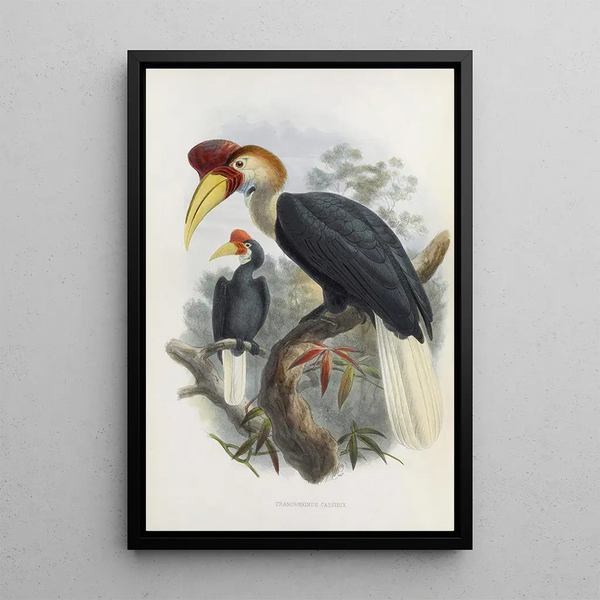 Cranorrhinus cassidix - Daniel Giraud Elliot — gerahmtes Bild an der Wand