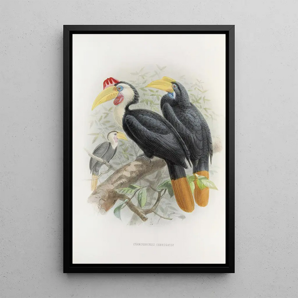 Cranorrhinus corrugatus - Daniel Giraud Elliot — gerahmtes Bild an der Wand