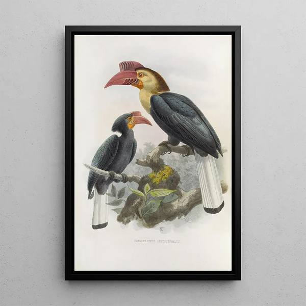 Cranorrhinus leucocephalus - Daniel Giraud Elliot — gerahmtes Bild an der Wand