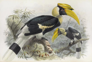 Daniel Giraud Elliot - Dichoceros bicornis.webp