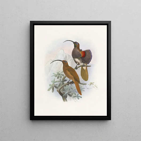 Drepanornis Albertis - Daniel Giraud Elliot — gerahmtes Bild an der Wand