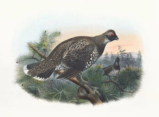 Daniel Giraud Elliot - Hartlaubs Spruce Grouse.webp
