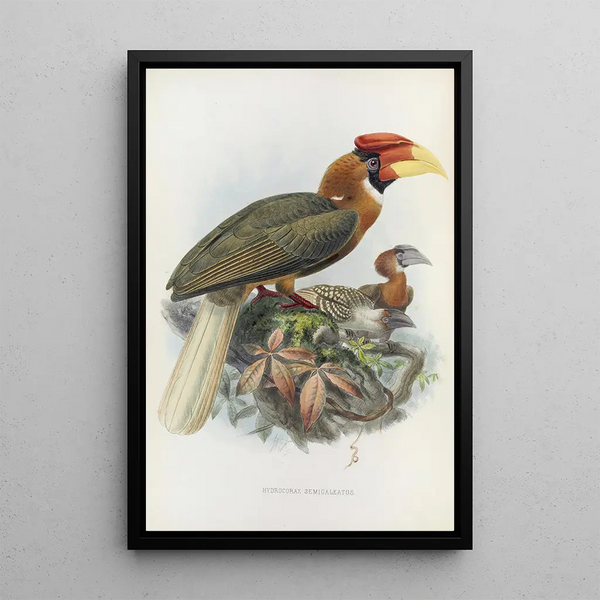 Hydrocorax semigaleatus - Daniel Giraud Elliot — gerahmtes Bild an der Wand