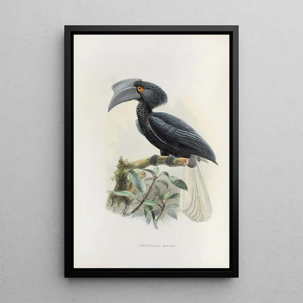 Limonophalus montani - Daniel Giraud Elliot — gerahmtes Bild an der Wand