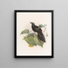 Paradigalla carunculata - Daniel Giraud Elliot — gerahmtes Bild an der Wand