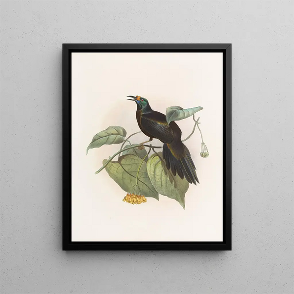 Paradigalla carunculata - Daniel Giraud Elliot — gerahmtes Bild an der Wand