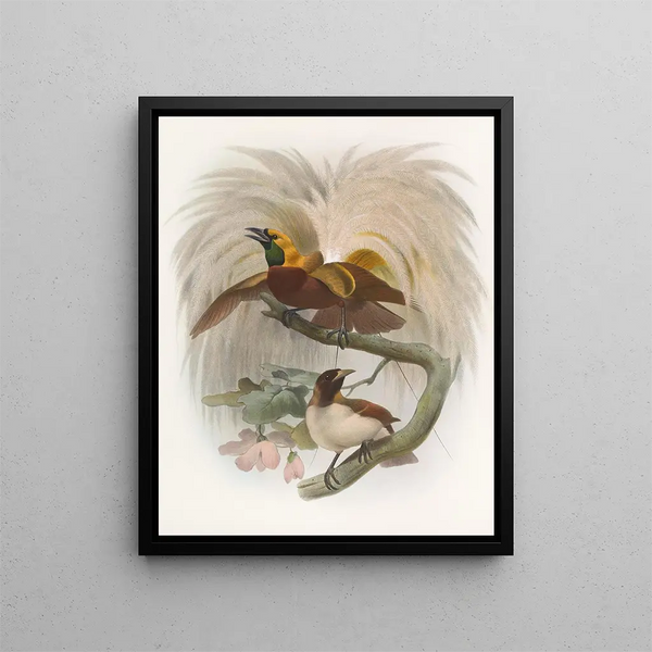 Paradisaea minor - Daniel Giraud Elliot — gerahmtes Bild an der Wand