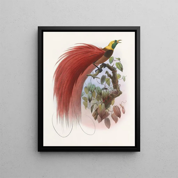 Paradisaea raggiana - Daniel Giraud Elliot — gerahmtes Bild an der Wand