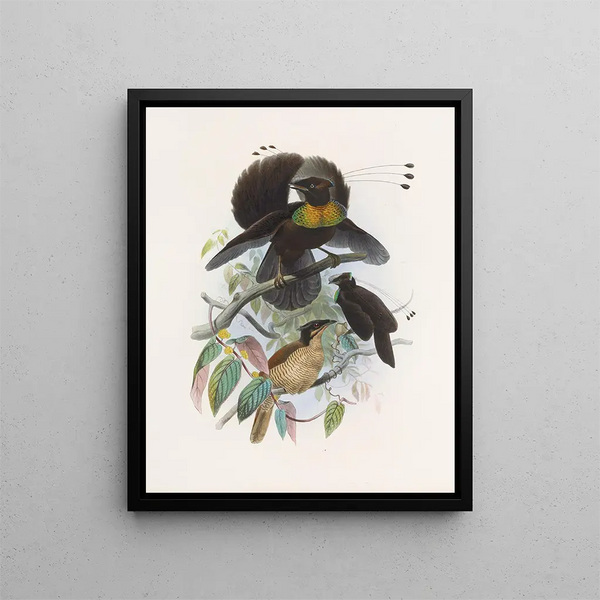Parotia de six pence - Daniel Giraud Elliot — gerahmtes Bild an der Wand