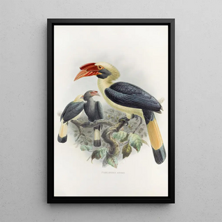 Daniel Giraud Elliot - Penelopides affinis.webp