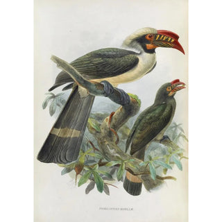 Daniel Giraud Elliot - Penelopides manillae.webp