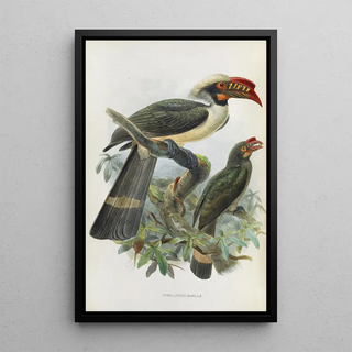 Daniel Giraud Elliot - Penelopides manillae.webp