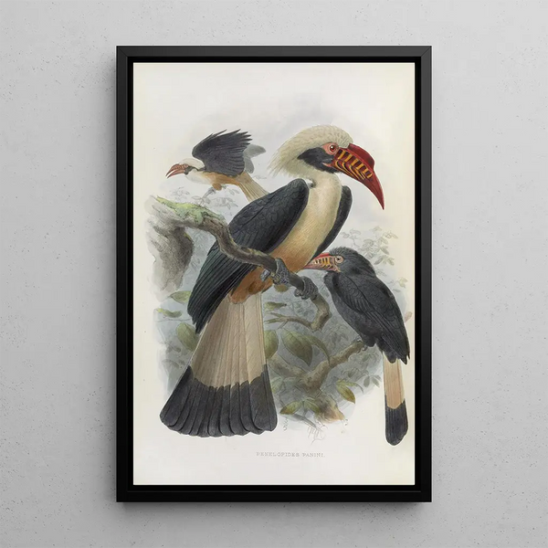 Reproduktion des Gemäldes Penelopides panini - Daniel Giraud Elliot