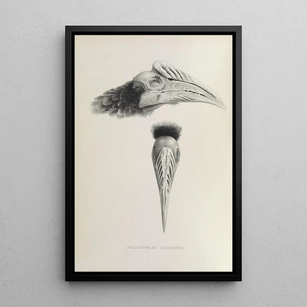 Reproduktion des Gemäldes Pholidophalus casuarinus - Daniel Giraud Elliot