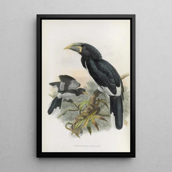 Pholidophalus fistulator - Daniel Giraud Elliot — gerahmtes Bild an der Wand