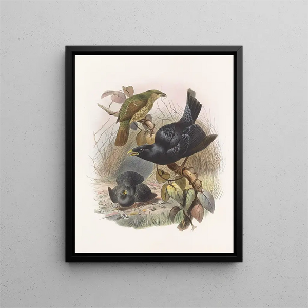 Ptilorhynchus violaceus - Daniel Giraud Elliot — gerahmtes Bild an der Wand