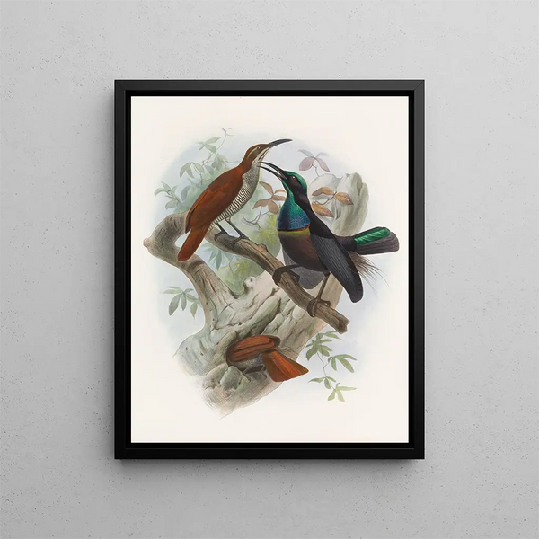 Ptiloris grandis - Daniel Giraud Elliot — gerahmtes Bild an der Wand