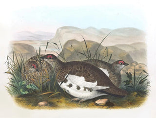 Lagopède des saules - Daniel Giraud Elliot — Ansicht des Kunstwerks