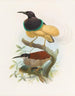Séleucides alba - Daniel Giraud Elliot — Ansicht des Kunstwerks