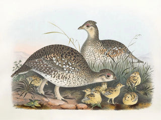 Tétras à queue pointue - Daniel Giraud Elliot — Ansicht des Kunstwerks
