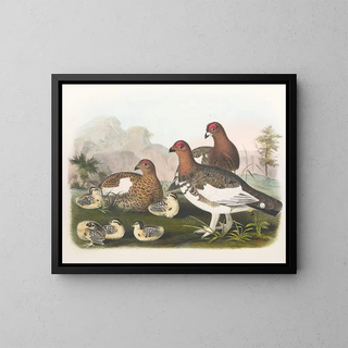 Daniel Giraud Elliot - The Willow Grouse.webp