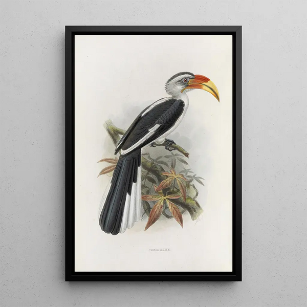 Tockus deckeni - Daniel Giraud Elliot — gerahmtes Bild an der Wand