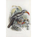 Tockus erythrorhynchus - Daniel Giraud Elliot — Ansicht des Kunstwerks
