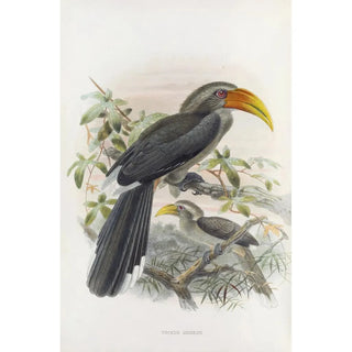 Daniel Giraud Elliot - Tockus griseus.webp