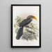 Tockus griseus - Daniel Giraud Elliot — gerahmtes Bild an der Wand