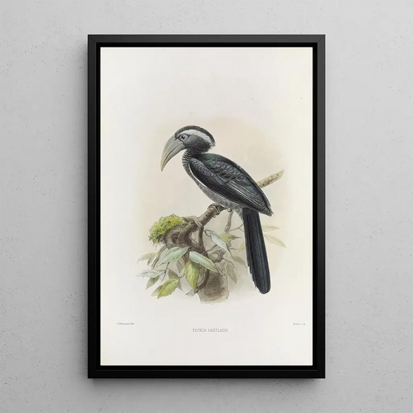 Tockus hartlaubi - Daniel Giraud Elliot — gerahmtes Bild an der Wand