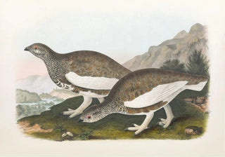 Daniel Giraud Elliot - White Taile Ptarmigan.webp
