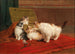 Katzen - Daniel Merlin — Ansicht des Kunstwerks