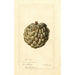 Reproduktion des Gemäldes Annona squamosa Sweet Sop - Deborah Griscom Passmore
