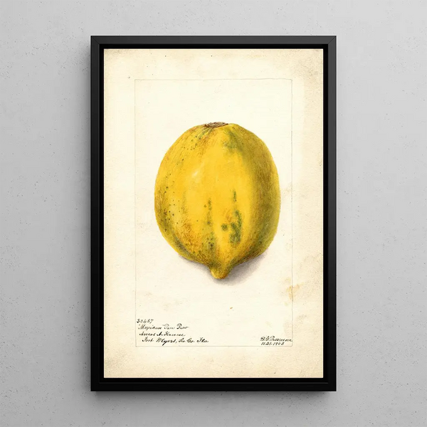 Reproduktion des Gemäldes Carica papaya - Deborah Griscom Passmore