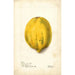 Reproduktion des Gemäldes Carica papaya - Deborah Griscom Passmore