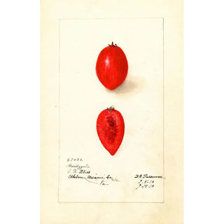 Deborah Griscom Passmore - Carissa macrocarpa Maritzgula.webp