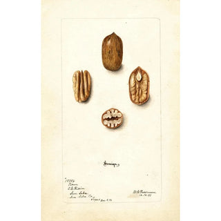 Deborah Griscom Passmore - Carya illinoinensis Sovereign.webp