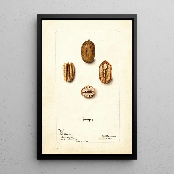 Carya illinoinensis Sovereign - Deborah Griscom Passmore — gerahmtes Bild an der Wand